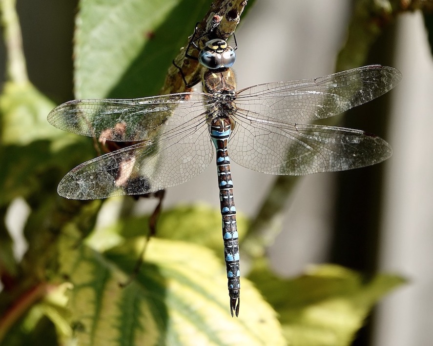 migrant hawker